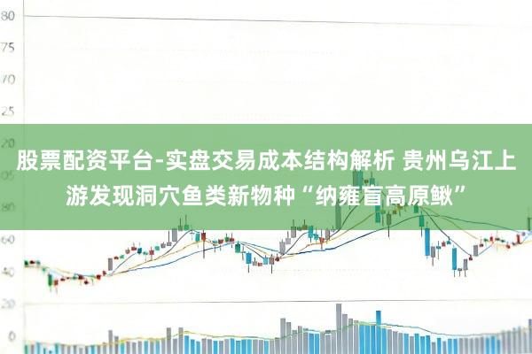 股票配资平台-实盘交易成本结构解析 贵州乌江上游发现洞穴鱼类新物种“纳雍盲高原鳅”